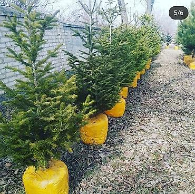 Пихта семёнова 6м. Пихта ещё есть от 1 метра до 5метров заказывайте Бишкек - изображение 18