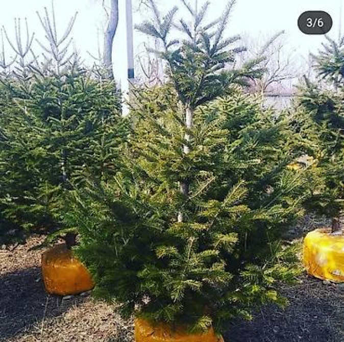 Пихта семёнова 6м. Пихта ещё есть от 1 метра до 5метров заказывайте Бишкек - изображение 14