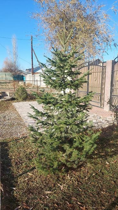 Пихта семёнова 6м. Пихта ещё есть от 1 метра до 5метров заказывайте Бишкек - изображение 5
