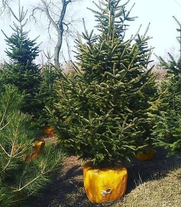 Пихта семёнова 6м. Пихта ещё есть от 1 метра до 5метров заказывайте Бишкек - изображение 11