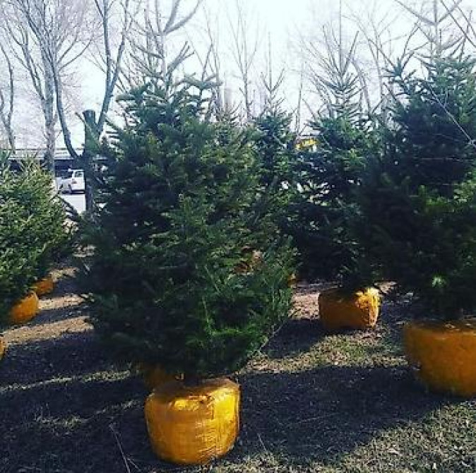 Пихта семёнова 6м. Пихта ещё есть от 1 метра до 5метров заказывайте Бишкек - изображение 27