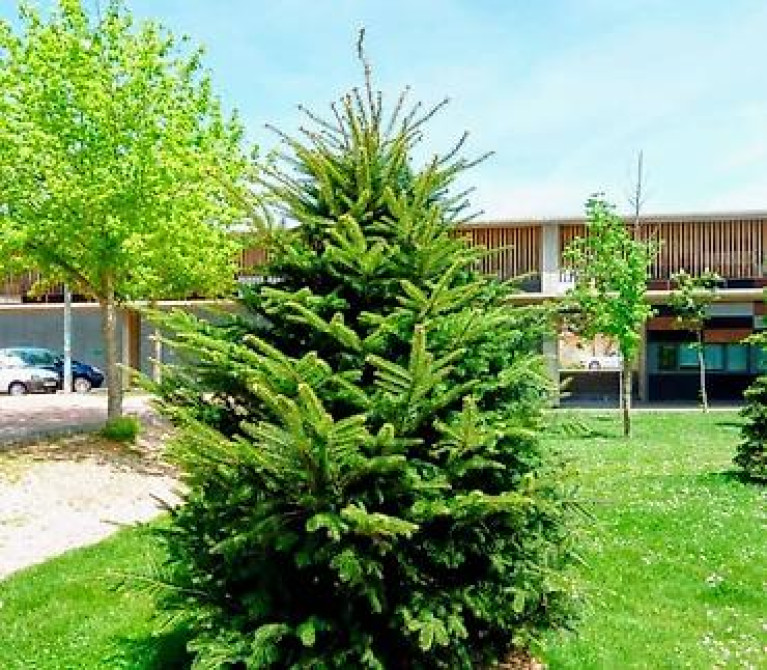 Пихта семёнова 6м. Пихта ещё есть от 1 метра до 5метров заказывайте Бишкек - изображение 25