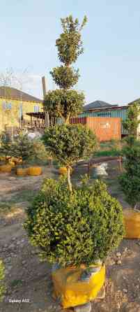 Предлагается декоративный топиар, сформированный в виде нескольких Bishkek