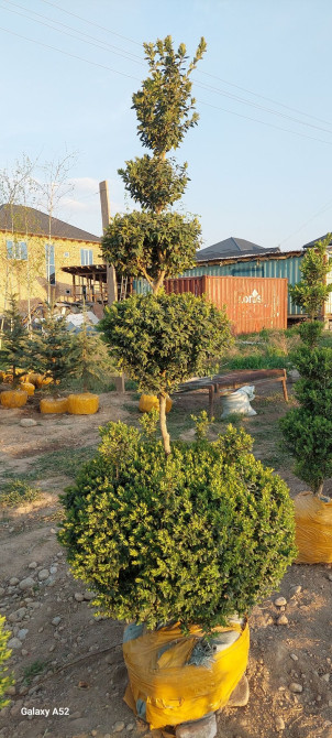 Предлагается декоративный топиар, сформированный в виде нескольких Bishkek - photo 1