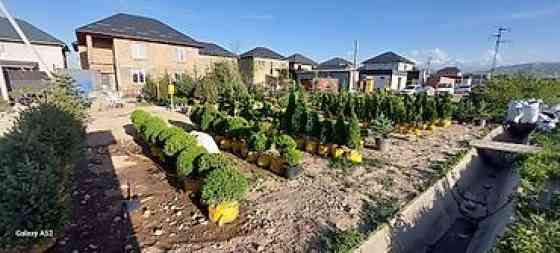 Самшит Самшит вечно зелёный Сформированные кустарники и деревья Бишкек