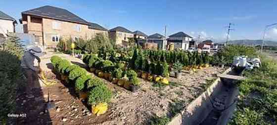 Самшит Самшит вечно зелёный Сформированные кустарники и деревья Бишкек