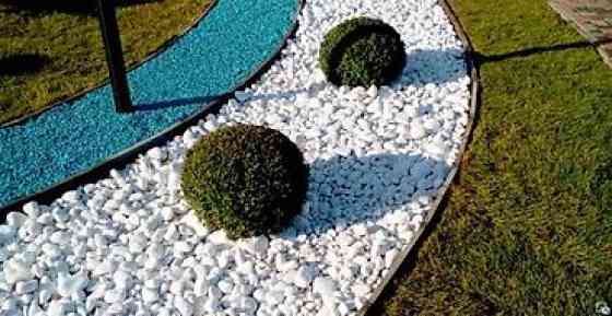 Самшит Самшит вечно зелёный Сформированные кустарники и деревья Бишкек