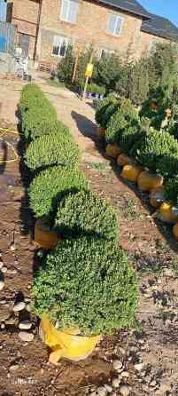 Самшит Самшит вечно зелёный Сформированные кустарники и деревья Бишкек