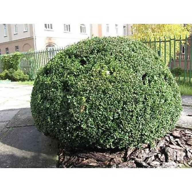 Самшит Самшит вечно зелёный Сформированные кустарники и деревья Бишкек - изображение 23