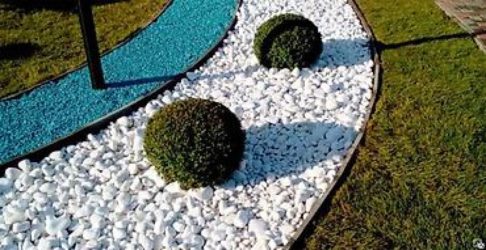 Самшит Самшит вечно зелёный Сформированные кустарники и деревья Бишкек - изображение 2