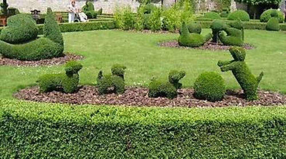 Самшит Самшит вечно зелёный Сформированные кустарники и деревья Бишкек - изображение 12