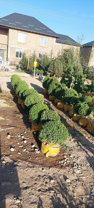 Самшит Самшит вечно зелёный Сформированные кустарники и деревья Бишкек - изображение 5