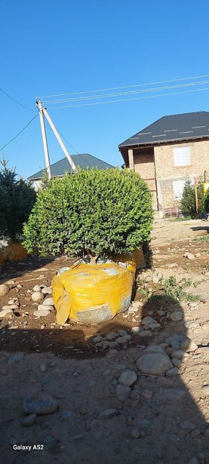 Самшит Самшит вечно зелёный Сформированные кустарники и деревья Бишкек - изображение 19