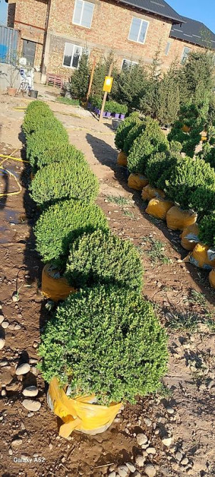 Самшит Самшит вечно зелёный Сформированные кустарники и деревья Бишкек - изображение 4