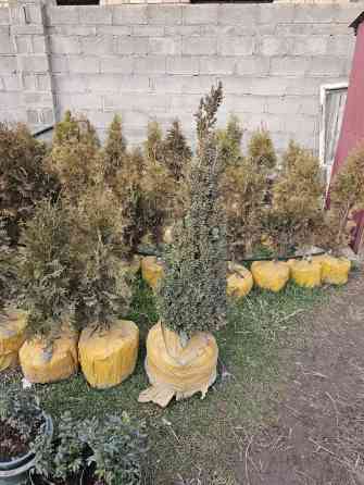 Туя смарагд Bishkek