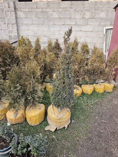 Туя смарагд Bishkek - photo 1