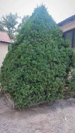 Самшит 2 метра Bishkek