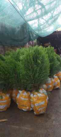 Туя книжный.брабант оптом Bishkek