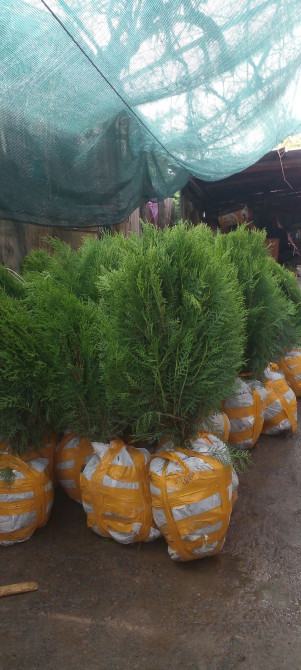 Туя книжный.брабант оптом Bishkek - photo 1