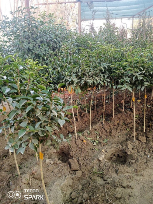 Клен,ива,павлония,катальпа,ясин,можжовельник,туиплатан и др Bishkek - photo 1