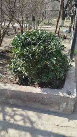 Бересклет оптом Bishkek