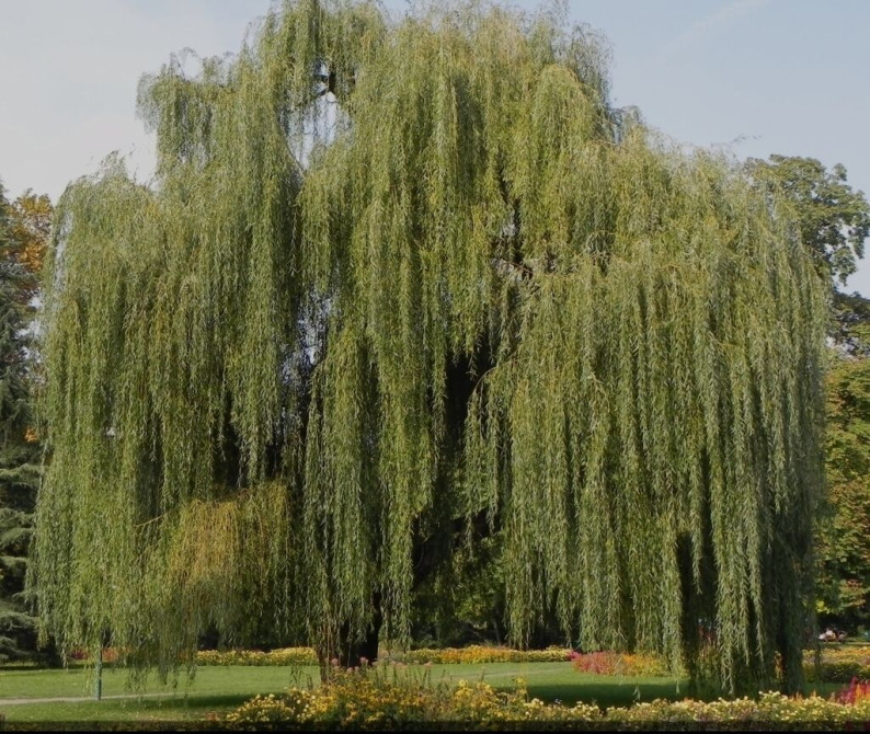 Саженцы Ива плакучая
Тал кочоттору Bishkek - photo 1