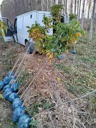 Саженцы быстрорастущих деревьев оптом (павловния/катальпаясен,клен Bishkek