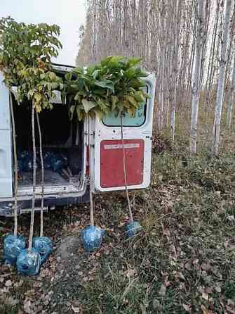 Саженцы быстрорастущих деревьев оптом (павловния/катальпаясен,клен Bishkek