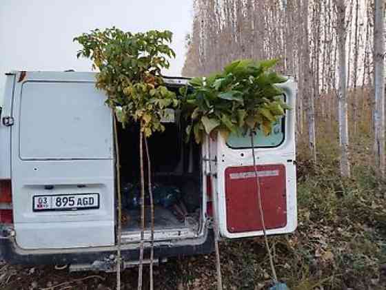 Саженцы быстрорастущих деревьев оптом (павловния/катальпаясен,клен Bishkek