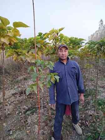 Саженцы быстрорастущих деревьев оптом (павловния/катальпаясен,клен Bishkek