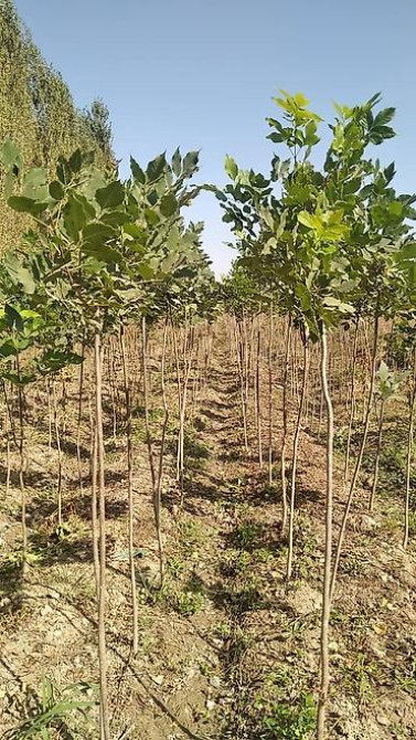 Саженцы быстрорастущих деревьев оптом (павловния/катальпаясен,клен Bishkek - photo 9
