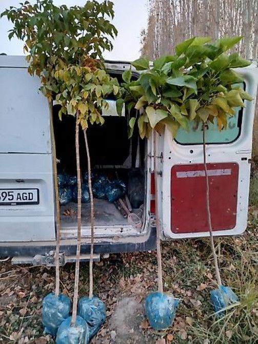 Саженцы быстрорастущих деревьев оптом (павловния/катальпаясен,клен Bishkek - photo 25