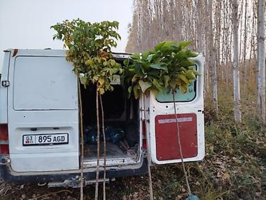 Саженцы быстрорастущих деревьев оптом (павловния/катальпаясен,клен Bishkek - photo 2