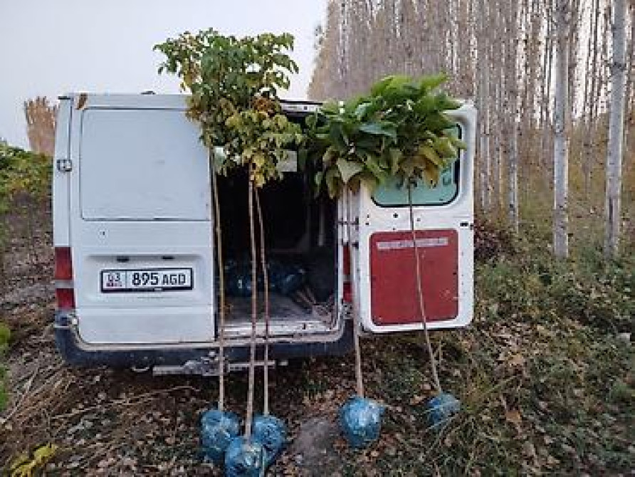 Саженцы быстрорастущих деревьев оптом (павловния/катальпаясен,клен Bishkek - photo 10