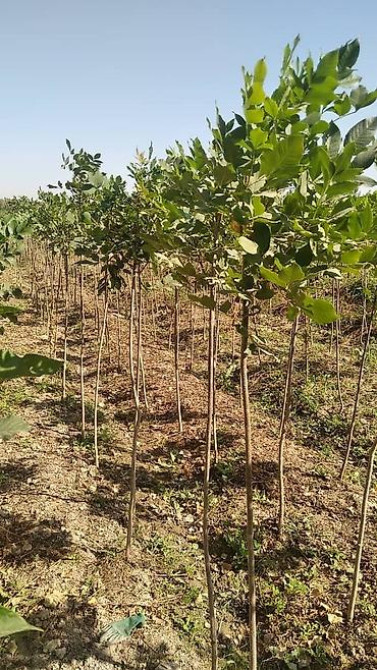 Саженцы быстрорастущих деревьев оптом (павловния/катальпаясен,клен Bishkek - photo 8