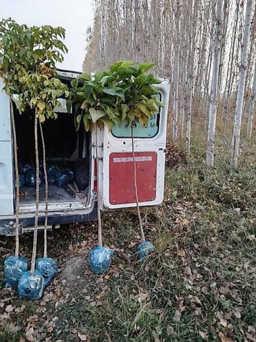 Саженцы быстрорастущих деревьев оптом (павловния/катальпаясен,клен Bishkek - photo 16