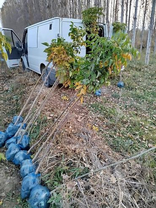 Саженцы быстрорастущих деревьев оптом (павловния/катальпаясен,клен Bishkek - photo 11