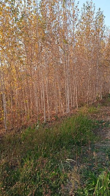Саженцы быстрорастущих деревьев оптом (павловния/катальпаясен,клен Bishkek - photo 17