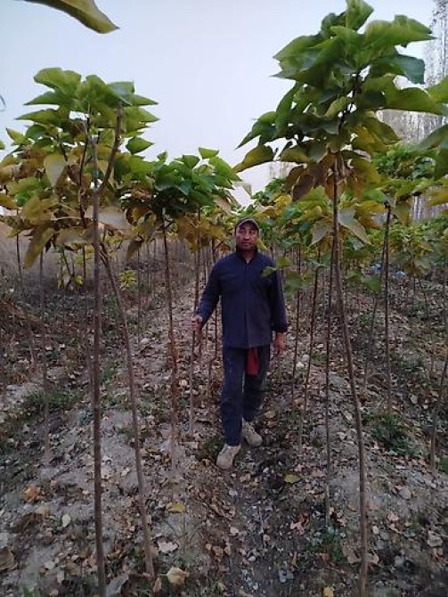 Саженцы быстрорастущих деревьев оптом (павловния/катальпаясен,клен Bishkek - photo 4