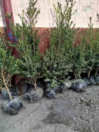 Самшиттер дун жана чекене Bishkek