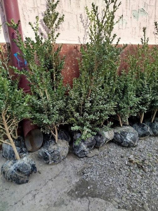 Самшиттер дун жана чекене Bishkek - photo 1