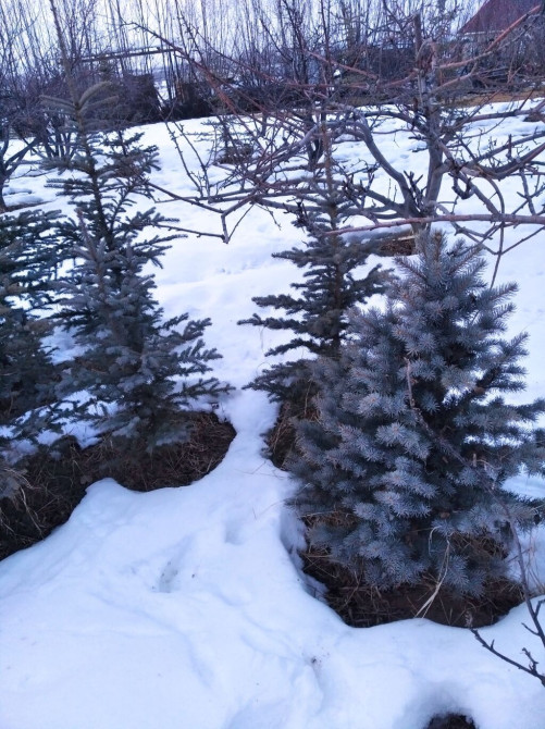 Ель голубая (Picea pungens, «голубая ель») для озеленения участков. - Bishkek - photo 1