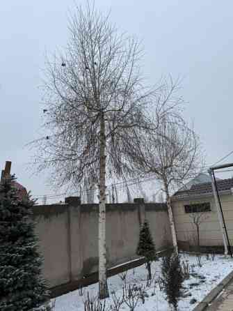 Берёза повислая (Betula pendula), взрослая, декоративная. - Высота Bishkek