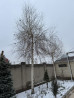 Берёза повислая (Betula pendula), взрослая, декоративная. - Высота Bishkek