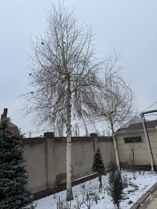 Берёза повислая (Betula pendula), взрослая, декоративная. - Высота Bishkek - photo 1