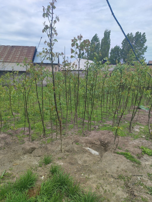 Саженцы ореха (грецкий). Отличный сорт тонкая кожура и легко Bishkek - photo 1