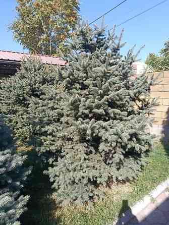 Ели голубые (Иссык-Кульские) и туя западная для озеленения участка Bishkek