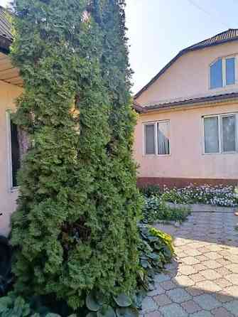 Ели голубые (Иссык-Кульские) и туя западная для озеленения участка Bishkek