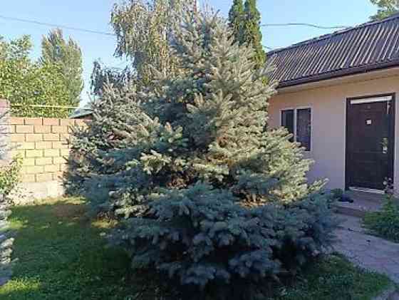 Ели голубые (Иссык-Кульские) и туя западная для озеленения участка Bishkek