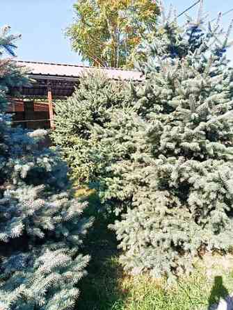 Ели голубые (Иссык-Кульские) и туя западная для озеленения участка Bishkek